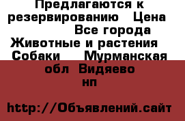 Предлагаются к резервированию › Цена ­ 16 000 - Все города Животные и растения » Собаки   . Мурманская обл.,Видяево нп